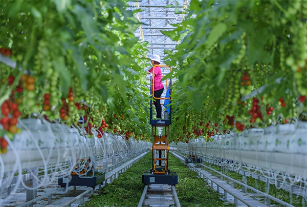 福建名牌農產品綠葉農業(yè) 求創(chuàng)新 走出去 力抓農業(yè)現代化